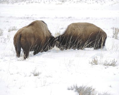 Bison, 2 head butting-021612-Tower Junction, Yellowstone NP-#0440.jpg