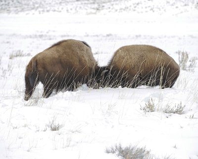 Bison, 2 head butting-021612-Tower Junction, Yellowstone NP-#0443.jpg