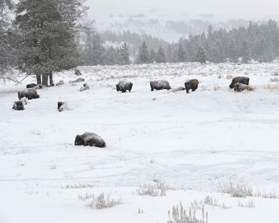 Bison, herd, snowing-021712-Tower Junction, Yellowstone NP-#0237.jpg