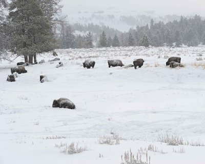 Bison, herd, snowing-021712-Tower Junction, Yellowstone NP-#0239.jpg