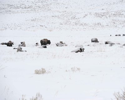 Bison, herd, snowing-021712-Tower Junction, Yellowstone NP-#0252.jpg
