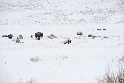 Bison, herd, snowing-021712-Tower Junction, Yellowstone NP-#0253.jpg