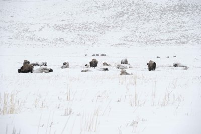 Bison, herd, snowing-021712-Tower Junction, Yellowstone NP-#0277.jpg