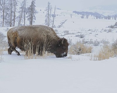 Bison, snowing-021712-Lamar Valley, Yellowstone NP-#0292.jpg