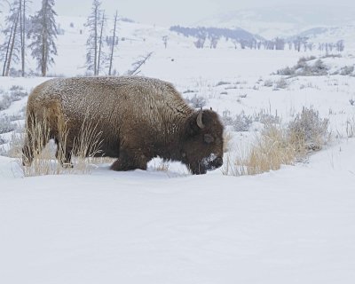 Bison, snowing-021712-Lamar Valley, Yellowstone NP-#0297.jpg