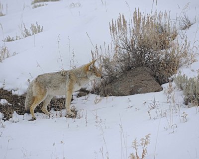 Coyote-021712-Lamar Valley, Yellowstone NP-#0567.jpg