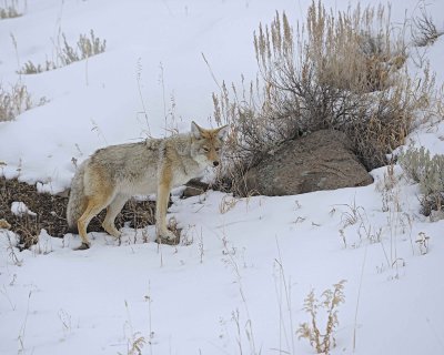 Coyote-021712-Lamar Valley, Yellowstone NP-#0569.jpg