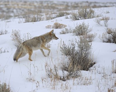 Coyote-021712-Lamar Valley, Yellowstone NP-#0576.jpg