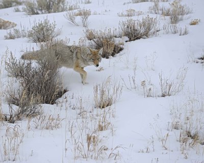 Coyote-021712-Lamar Valley, Yellowstone NP-#0577.jpg