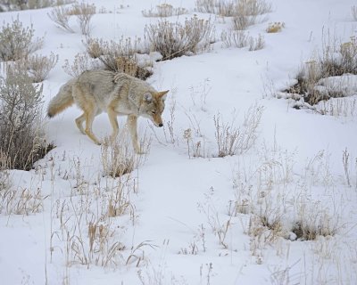 Coyote-021712-Lamar Valley, Yellowstone NP-#0581.jpg