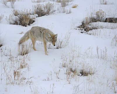 Coyote-021712-Lamar Valley, Yellowstone NP-#0587.jpg