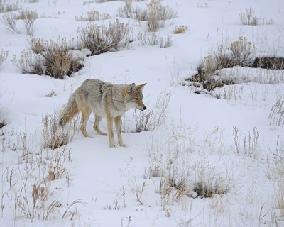 Coyote-021712-Lamar Valley, Yellowstone NP-#0592.jpg