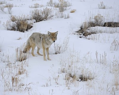 Coyote-021712-Lamar Valley, Yellowstone NP-#0607.jpg