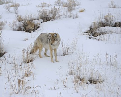 Coyote-021712-Lamar Valley, Yellowstone NP-#0610.jpg