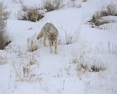 Coyote-021712-Lamar Valley, Yellowstone NP-#0611.jpg