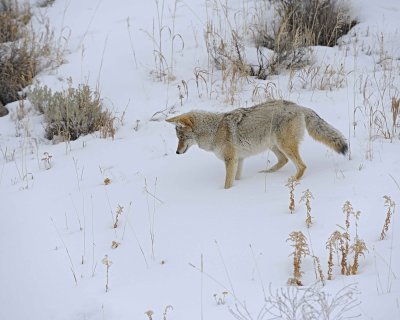 Coyote-021712-Lamar Valley, Yellowstone NP-#0622.jpg