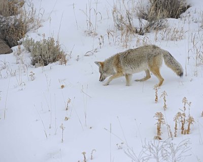 Coyote-021712-Lamar Valley, Yellowstone NP-#0625.jpg