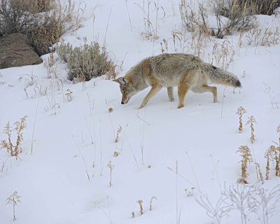Coyote-021712-Lamar Valley, Yellowstone NP-#0634.jpg