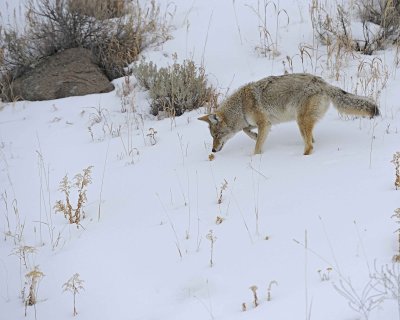 Coyote-021712-Lamar Valley, Yellowstone NP-#0636.jpg