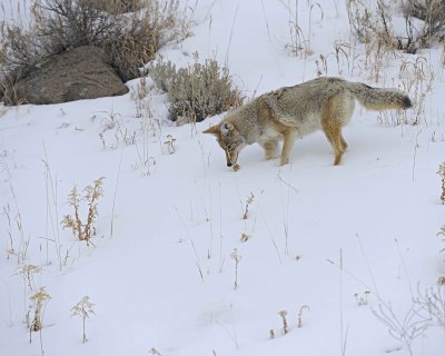 Coyote-021712-Lamar Valley, Yellowstone NP-#0639.jpg