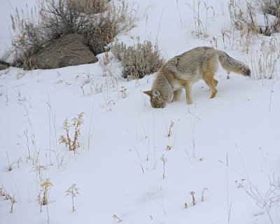 Coyote-021712-Lamar Valley, Yellowstone NP-#0645.jpg