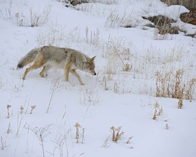 Coyote-021712-Lamar Valley, Yellowstone NP-#0655.jpg