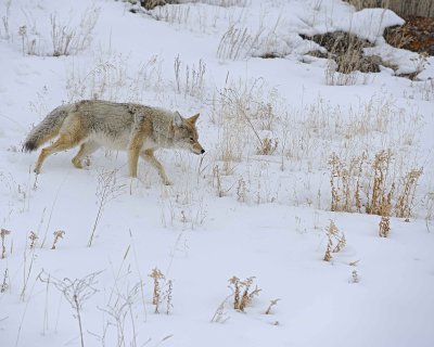 Coyote-021712-Lamar Valley, Yellowstone NP-#0656.jpg