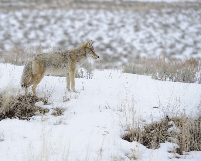 Coyote-021712-Lamar Valley, Yellowstone NP-#0673.jpg