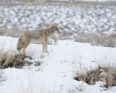 Coyote-021712-Lamar Valley, Yellowstone NP-#0674.jpg