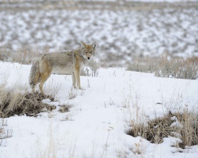 Coyote-021712-Lamar Valley, Yellowstone NP-#0687.jpg