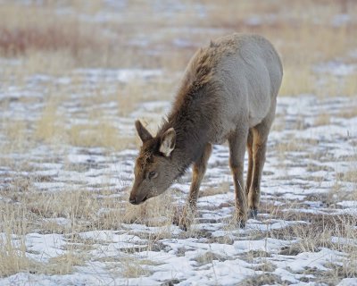 Elk, Cow-021612-N Entrance, Yellowstone NP-#0004.jpg