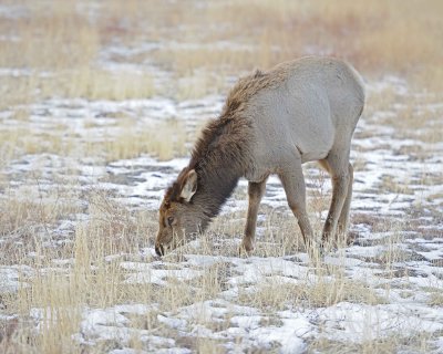 Elk, Cow-021612-N Entrance, Yellowstone NP-#0020.jpg