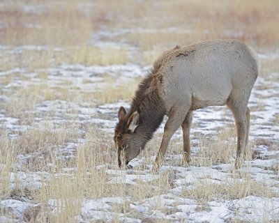 Elk, Cow-021612-N Entrance, Yellowstone NP-#0021.jpg