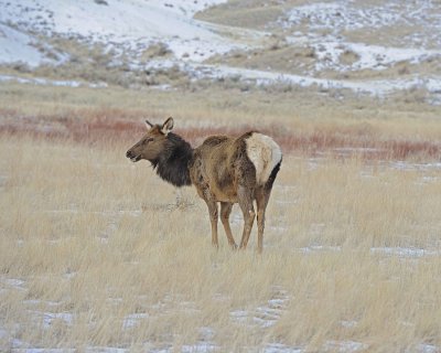 Elk, Cow-021612-N Entrance, Yellowstone NP-#0026.jpg