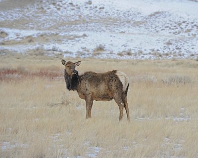 Elk, Cow-021612-N Entrance, Yellowstone NP-#0036.jpg