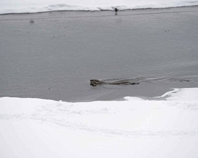 Otter, River, snowing-021812-Confluence, Lamar Valley, Yellowstone NP-#0079.jpg