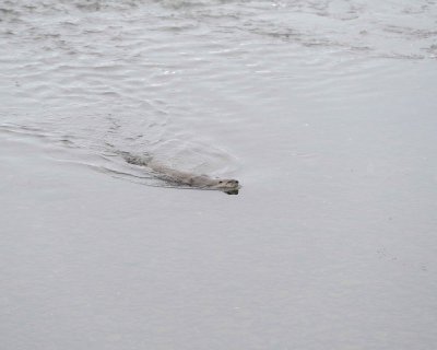 Otter, River, snowing-021812-Confluence, Lamar Valley, Yellowstone NP-#0112.jpg