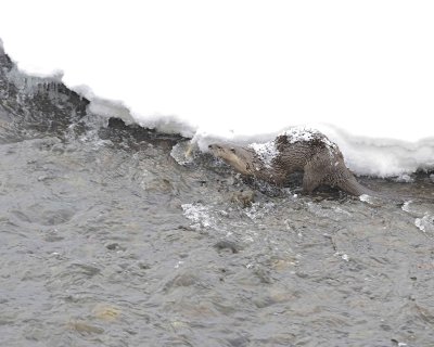 Otter, River, snowing-021812-Confluence, Lamar Valley, Yellowstone NP-#0157.jpg