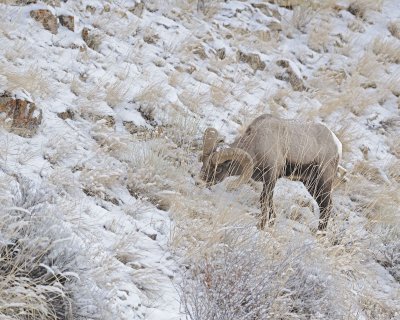 Sheep, Rocky Mountain-021712-Hitching Post, Lamar Valley, Yellowstone NP-#0024.jpg