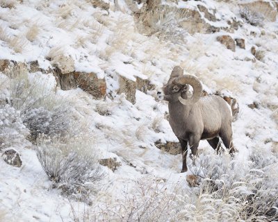 Sheep, Rocky Mountain-021712-Hitching Post, Lamar Valley, Yellowstone NP-#0081.jpg