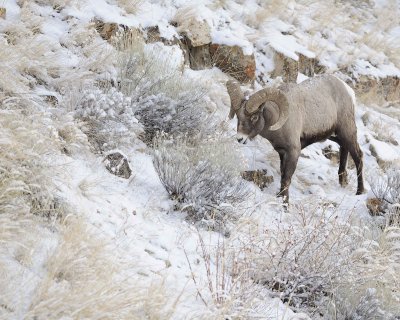 Sheep, Rocky Mountain-021712-Hitching Post, Lamar Valley, Yellowstone NP-#0164.jpg