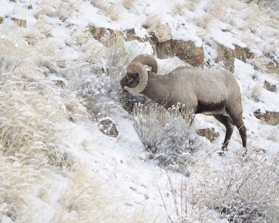 Sheep, Rocky Mountain-021712-Hitching Post, Lamar Valley, Yellowstone NP-#0165.jpg
