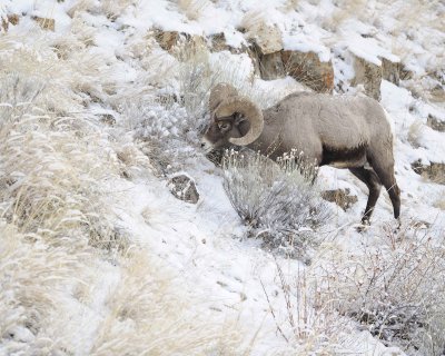 Sheep, Rocky Mountain-021712-Hitching Post, Lamar Valley, Yellowstone NP-#0169.jpg