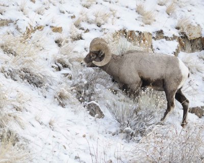 Sheep, Rocky Mountain-021712-Hitching Post, Lamar Valley, Yellowstone NP-#0177.jpg