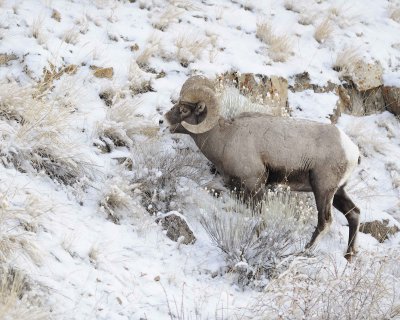 Sheep, Rocky Mountain-021712-Hitching Post, Lamar Valley, Yellowstone NP-#0179.jpg