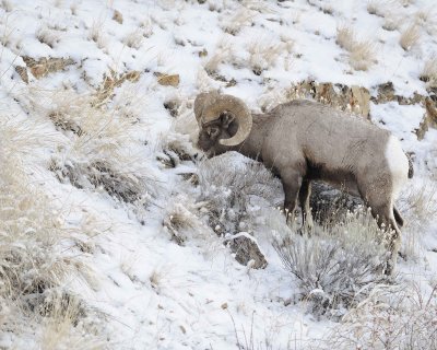 Sheep, Rocky Mountain-021712-Hitching Post, Lamar Valley, Yellowstone NP-#0188.jpg