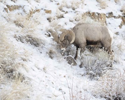Sheep, Rocky Mountain-021712-Hitching Post, Lamar Valley, Yellowstone NP-#0198.jpg