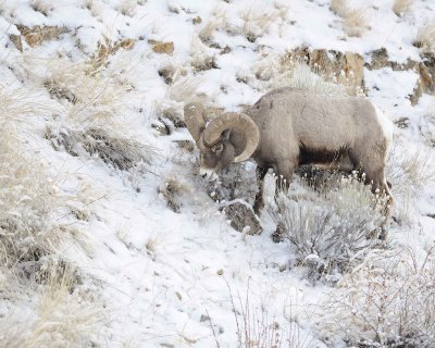 Sheep, Rocky Mountain-021712-Hitching Post, Lamar Valley, Yellowstone NP-#0200.jpg
