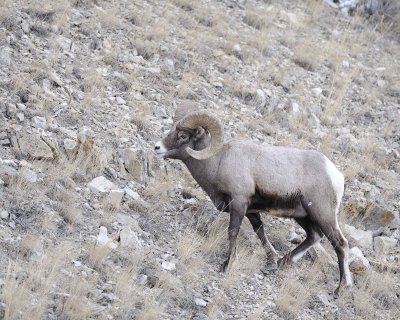 Sheep, Rocky Mountain-021812-Hitching Post, Lamar Valley, Yellowstone NP-#0223.jpg