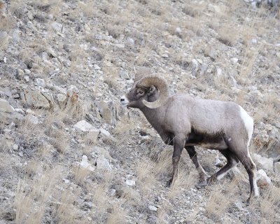 Sheep, Rocky Mountain-021812-Hitching Post, Lamar Valley, Yellowstone NP-#0225.jpg